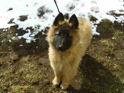 Belgick� ov��k tervueren