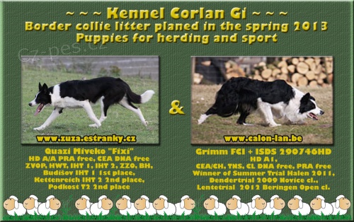 Border collie s PP na pr�ci a sport, zahrani�n� kryt�