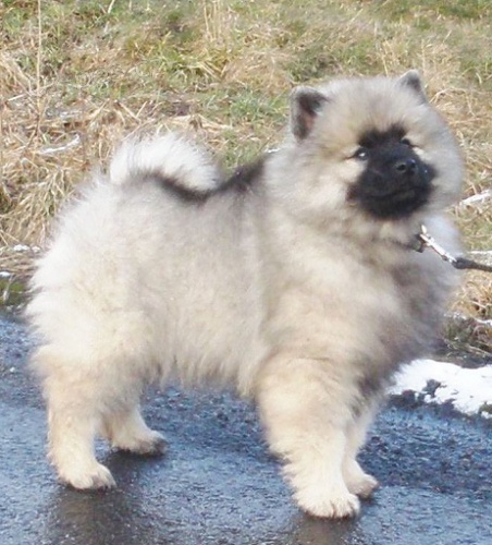 Vl�� �pic / keeshond kr�sn� �t��ata s PP