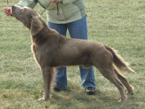 Pes - V�marsk� Oha� Dlouhosrst�