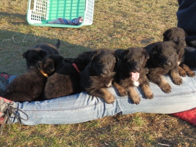 n�meck� ov��k - �t��ata s PP