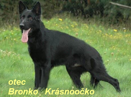 N�meck� ov��k - prod�m �t��ata