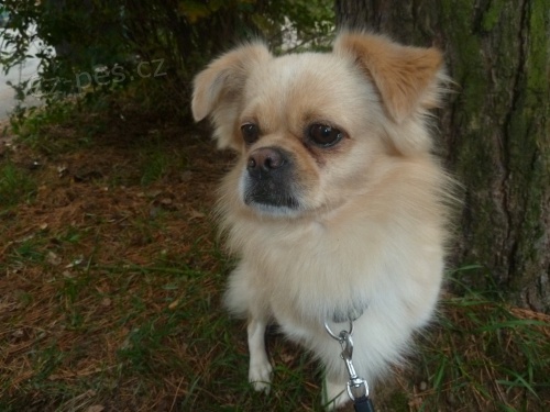 Tibetsk� �pan�l(6 let) ke kryt�