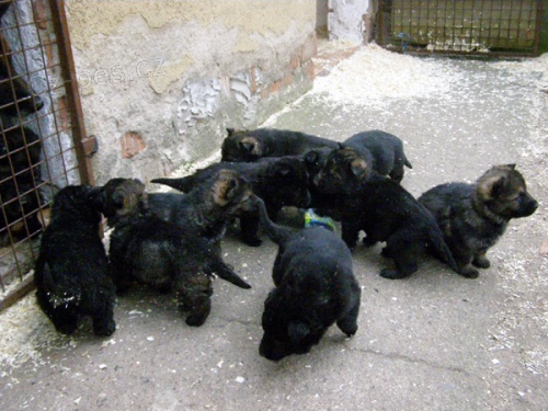 N�meck� ov��k - �t��ata s PP