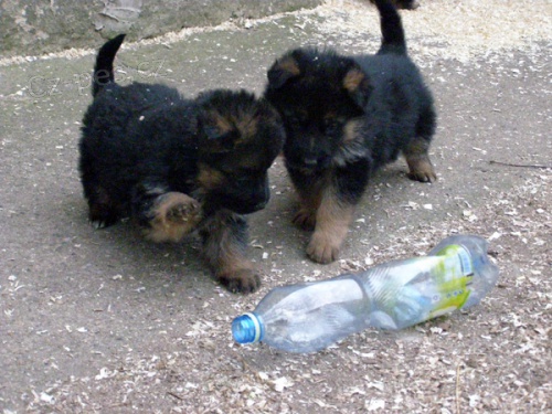 N�meck� ov��k - �t��ata s PP