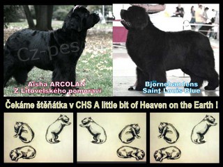 Novofundlandsk� pes � o�ek�v�me �t���tka