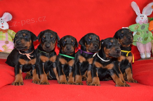 Dobrman - �t��ata s PP