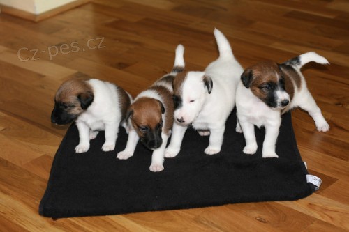 �t��ata Foxterri�r Hladkosrst�