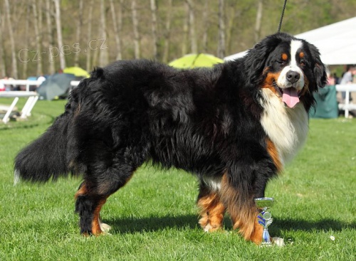 Kryt� Bernsk�m sala�nick�m psem