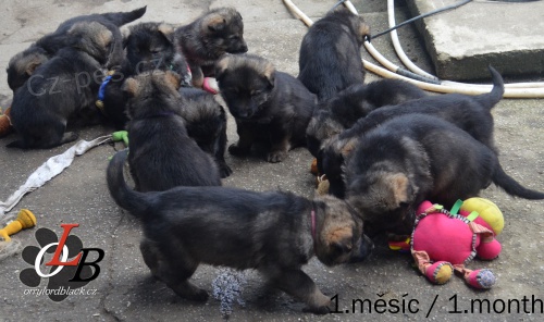 Kr�sn� �t�n�tka N�meck�ho ov��ka