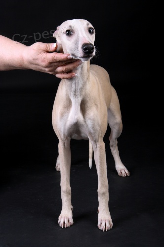 Vipet - whippet - mal� anglick� chrt -