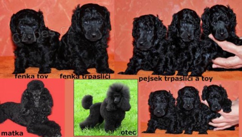 Pudl toy/trpasli�� �ern� s PP nar. 09.03.2013