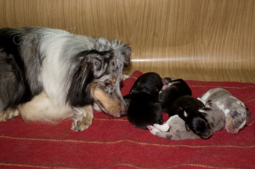 prod�m �t�natka Sheltie