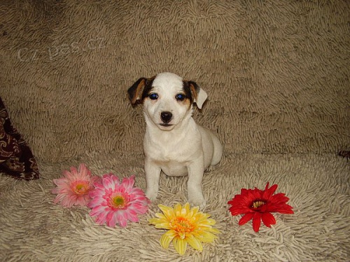 Jack Rusell terier �t��atko PP velmi p��zniv� cena