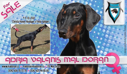 Dobrman �t���tka s PP, skv�l� fenky k odb�ru