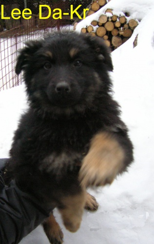 N�meck� ov��k - prod�m �t��ata