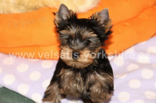 Jork��rsk� teri�r