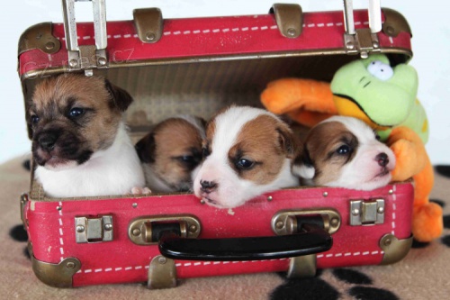 jack russell teri�r