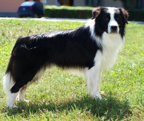 Nab�dka kryt� Border kolie s PP