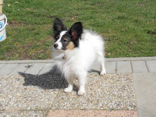 Papillon �t���tka s PP