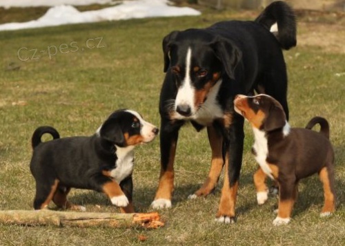 Prod�m �t�n� appenzellsk�ho sala�nick�ho psa s PP k odb�ru koncem dubna. 