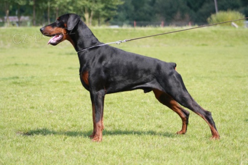 perspektivn� �t��ata dobrmana s PP