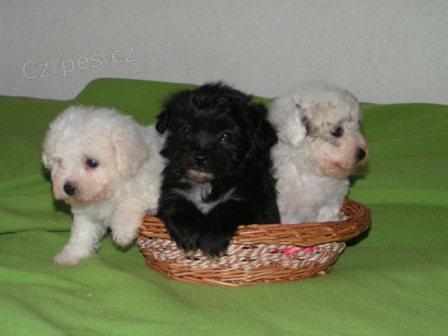 Bolo�sk� ps�k barevn� a b�l� 