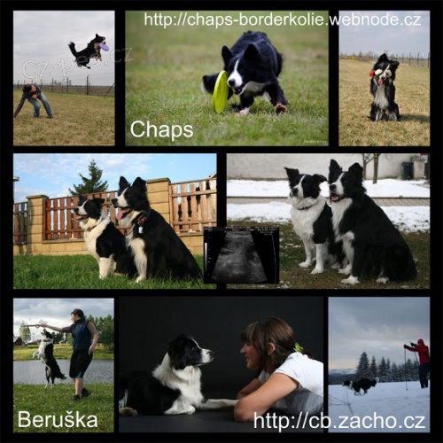 �t��ata BORDER COLIE