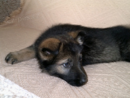 N�meck� ov��k - fene�ka s PP