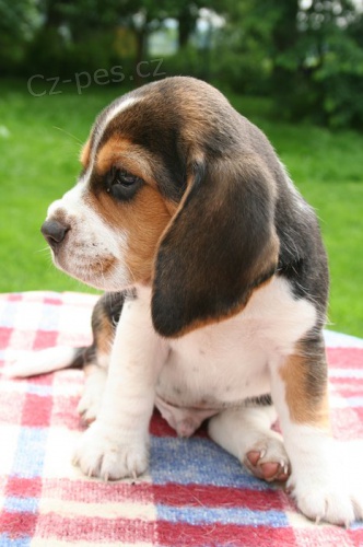 Beagle - �t��ata s PP