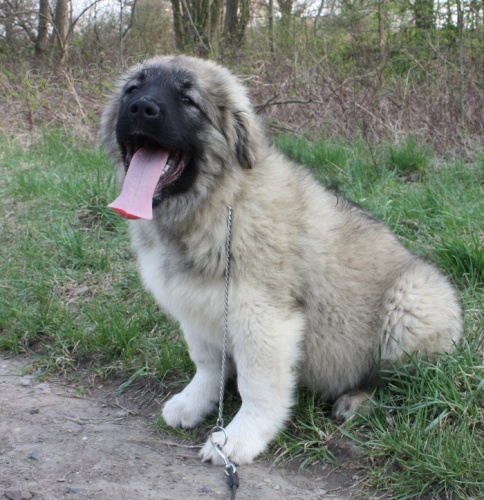 Kavkazsk� pasteveck� pes s PP