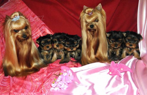 Jork��rsk� terrier-�t��ata s PP