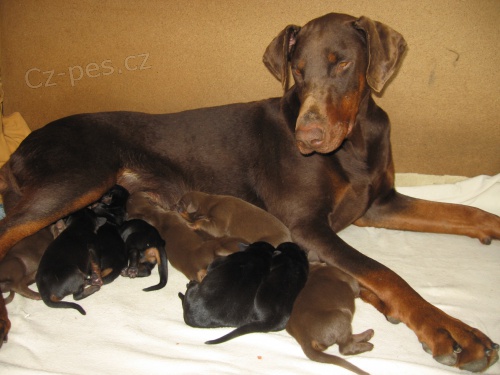 Dobrman �t��ata