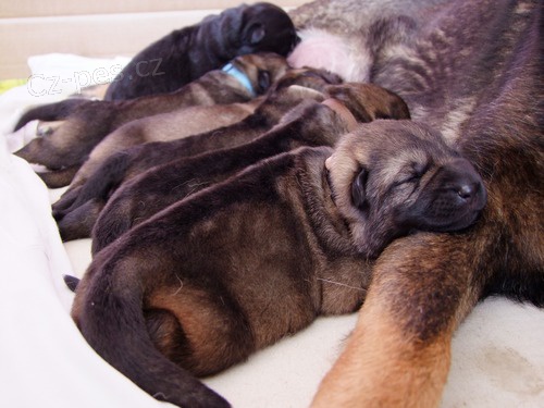 N�meck� ov��k - �t��ata