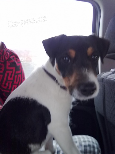 M�rty - pejsek ke kryt�