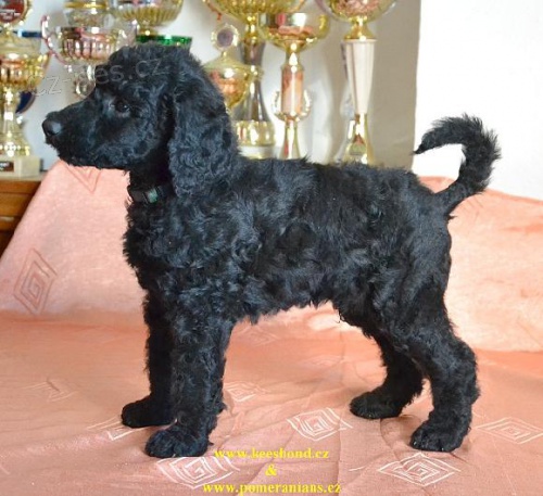 Pudl kr�lovsk� velk� �ern� �t��ata