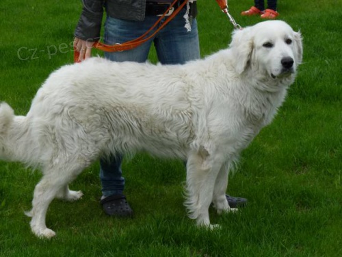 Slovensk� �uva�