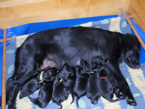 �t���tka Flat Coated Retriever�