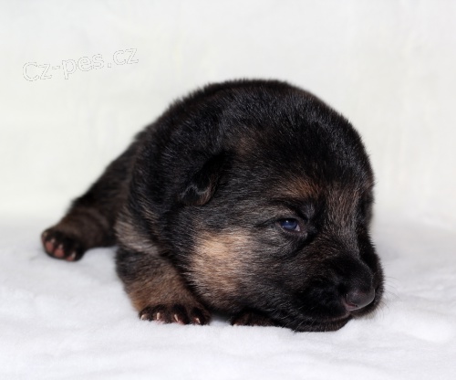 N�meck� ov��k s PP