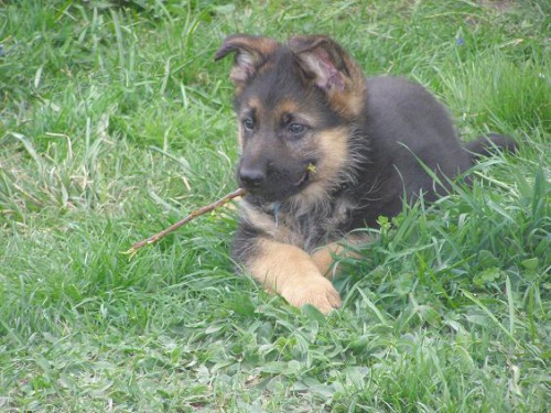 Prod�m �t��ata NO s PP-pejsky