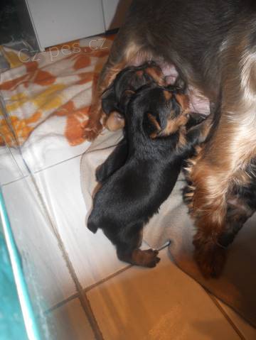 Prod�m �t��ata York��ra.