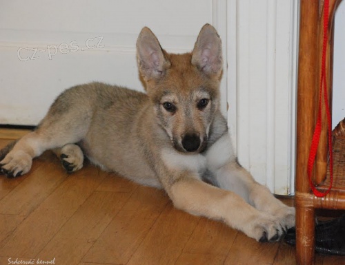 �eskoslovensk� vl��k - �t�n� s PP