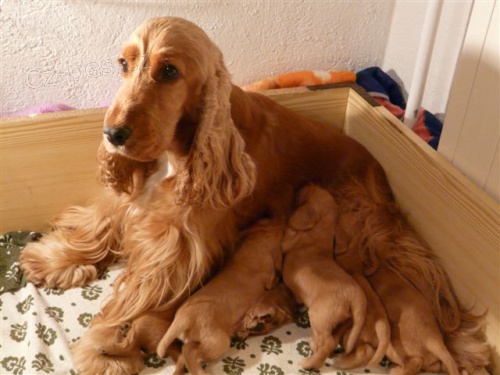 Anglick� kokr�pan�l