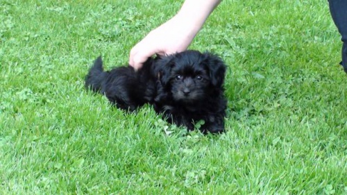 Havansk� ps�k-bi�onek bez PP