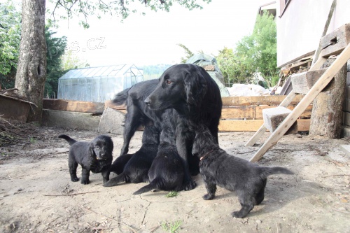 Flat coated retriever �t��ata