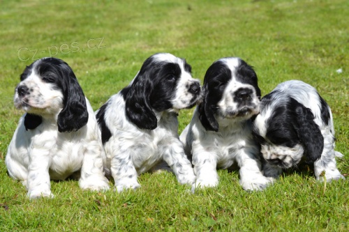 Anglick� kokr�pan�l s PP