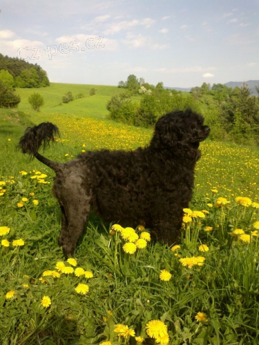 Portugalsk� vodn� pes / Cao de Aqua Portugues