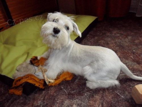 Mal� b�l� kn�ra�