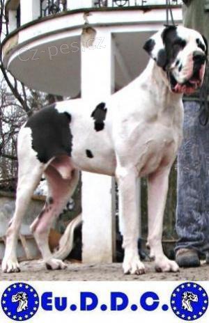 N�meck� doga, perspektivn� �t���tka