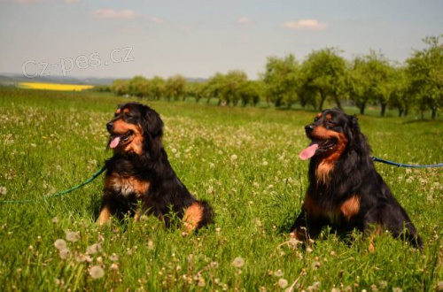 Prod�m �t��ata hovawarta, odb�r v polovin� srpna